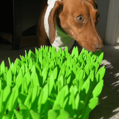 PfotenMatte™ Fängt Kleckerchaos Auf