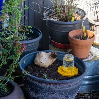 BienenQuelle™ Bienenfreundliche Wasserquelle